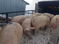 Sow, Pigs — photo 4