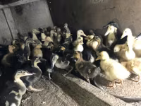 Ducks — foto 7