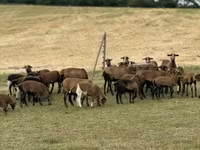 Oi (lot, sex nespecificat), Cameroon sheep — foto 3