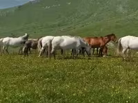 Kısrak, Atlar — foto 5