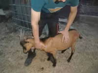 Ziegenbock, Alpine goat — Foto 4