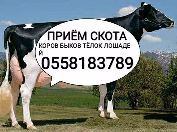 Holsteinras