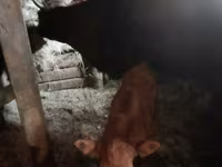 Mucca, Bovini — foto 1