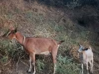 Kambing betina, Goats — foto 3