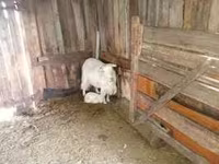 Capra, Capre — foto 4