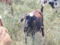 Get, Nubian Goat — foto 4