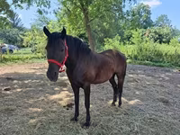 雌馬, Hungarian horse breed — 写真 5