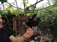 Chickens — عکس 4