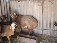 Baran, Arashan sheep — zdjęcie 3