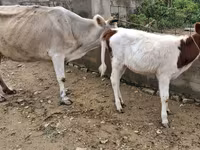 Sapi, Cattle — foto 4