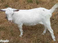 Cabra, Alpine goat — foto 3