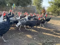 Turkeys — foto 3