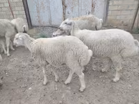 قوچ, گوسفند — عکس 3