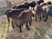 قوچ, Hissar sheep — عکس 3