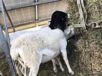 Ovce, Dorper sheep — foto 3