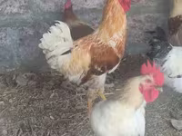 Chickens — تصویر 4