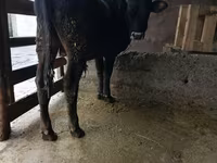 Býk, Russian Black pied cattle — foto 3