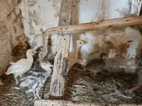 Guinea fowl — foto 2