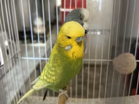 Təmiz qan Çex tutuquşuları satılır 🦜 Quşlar çox sağlam, aktiv və — zdjęcie 4