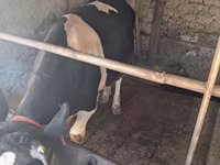 گاو نر, Russian Black pied cattle — عکس 3
