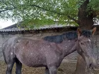 ፈረስ, Horses — ፎቶ 4