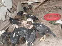 Chickens — الصورة 1