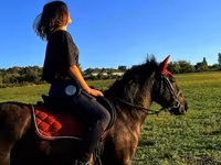 Cavalo, Hucul pony — foto 1
