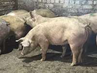 Babi jantan, Pigs — foto 3