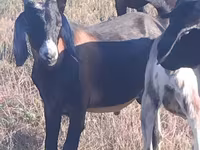 Ziegenbock, Nubian Goat — Foto 2