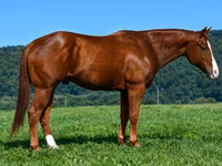 ม้าตัวผู้, Quarter Horse — รูปภาพ 5