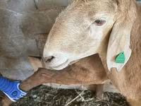 Montone, Arashan sheep — foto 2