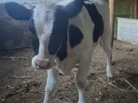 گاو ماده, Russian Black pied cattle — عکس 3