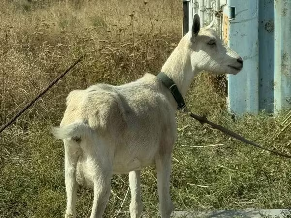 بز ماده, بز