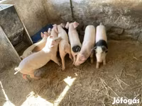 สุกร (เป็นล็อต, ไม่ระบุเพศ), หมู — รูปภาพ 3