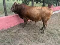 گاو نر, گاو — عکس 3