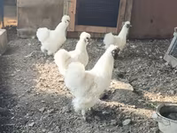 सिल्की — फ़ोटो 1