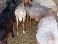 Bélier, Moutons — photo 4