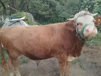 Boğa, Swiss cattle — foto 1