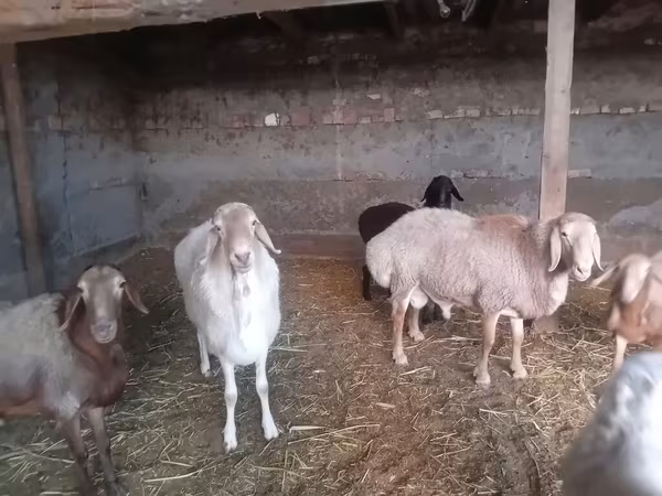 قوچ, Rhon sheep