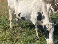 Kuh, Holstein-Rasse — Foto 2
