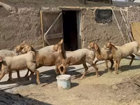 Owca, Arashan sheep — zdjęcie 5