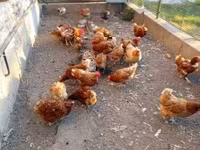 Chickens — تصویر 2