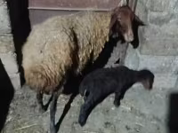 Πρόβατο, Πρόβατα — φωτογραφία 2