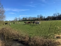 ወንድ በሬ, Aberdeen-Angus — ፎቶ 4