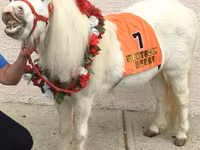 Klisna, Miniature horse — foto 3