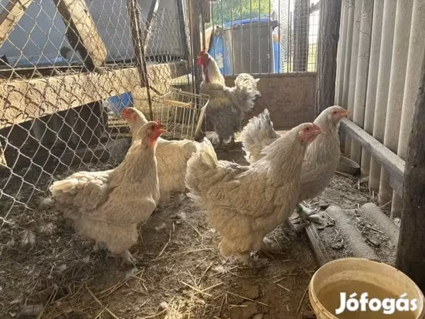 Brahma