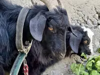 ፍየል, Goats — ፎቶ 1