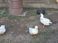Ducks — 사진 1