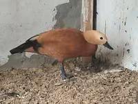 Ducks — foto 2