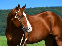 ม้าตัวผู้, Quarter Horse — รูปภาพ 2